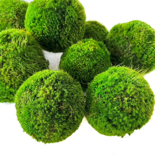 Preserved Moss Ball Set  12-Piece Assortment