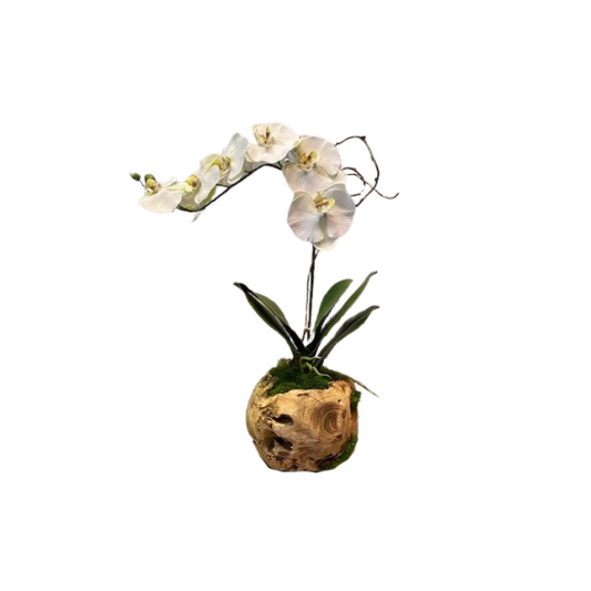 8" Orb Orchid