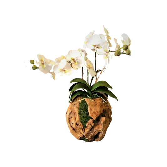 Double Orchid in a Hand Crafted Wooden Sphere